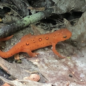 Fundraising Page: Patsy Strebel